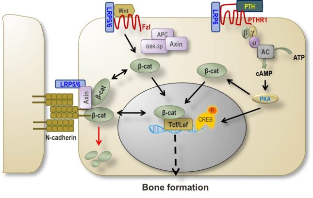 Ncad-Wnt detailed