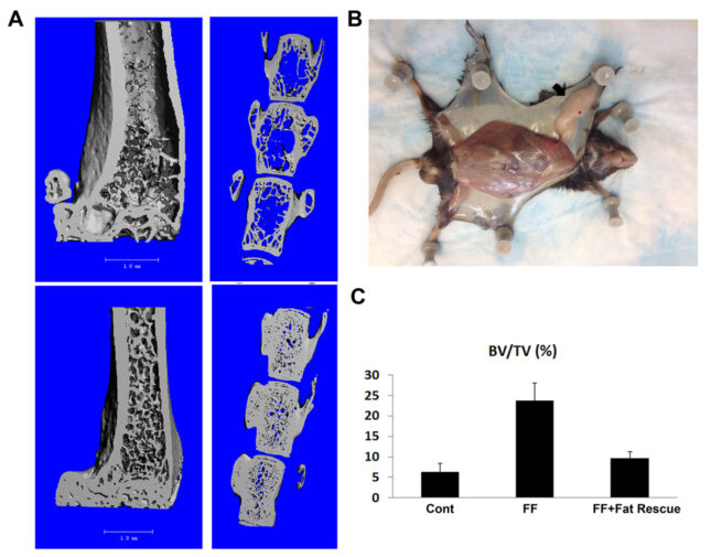 A) µCT images of femur and vertebra BV/TV of 3 months old Cont and fat free (FF) mice; B) Fat pat differentiated from transplanted MEF cells in FF mouse. C) µCT analysis of femoral BV/TV of Cont, FF, and FF with MEF transplant rescue mice.